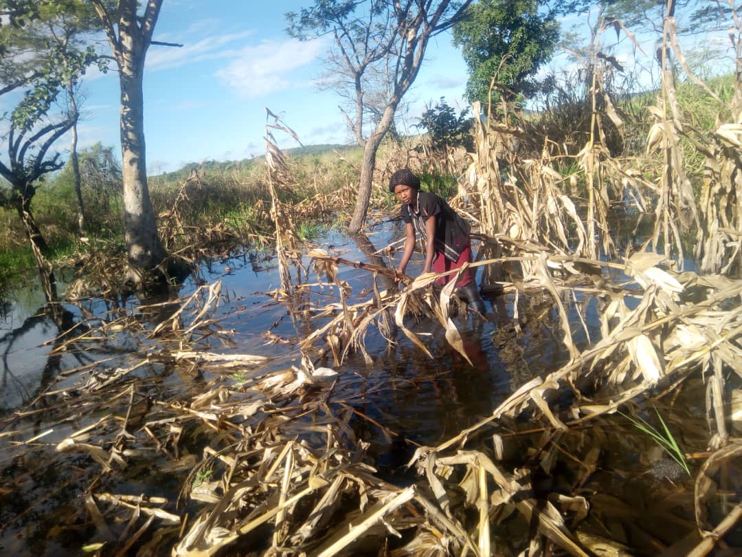 Percivia-Mwansa-123828-Chienge-District-Zam-flooded-maize-fields_WhatsApp Image 2020-04-15 at 12.15._shared by Fiona