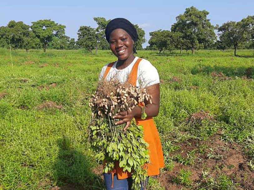 Mabruka harvesting groundnuts