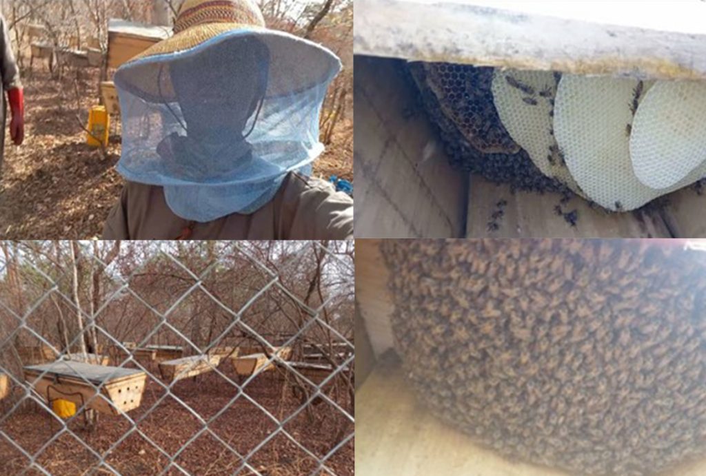 Beehives belonging to apiarist Caroline from Ghana