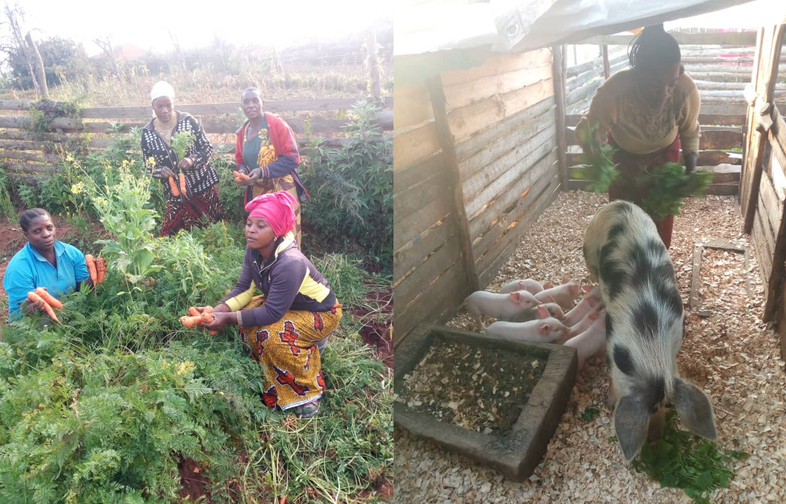 (L) Zeolia, CAMFED Business Guide, gardening carrots with three other CAMFED Association members, (R) Zeolia is pictured feeding pigs outside in Tanzania