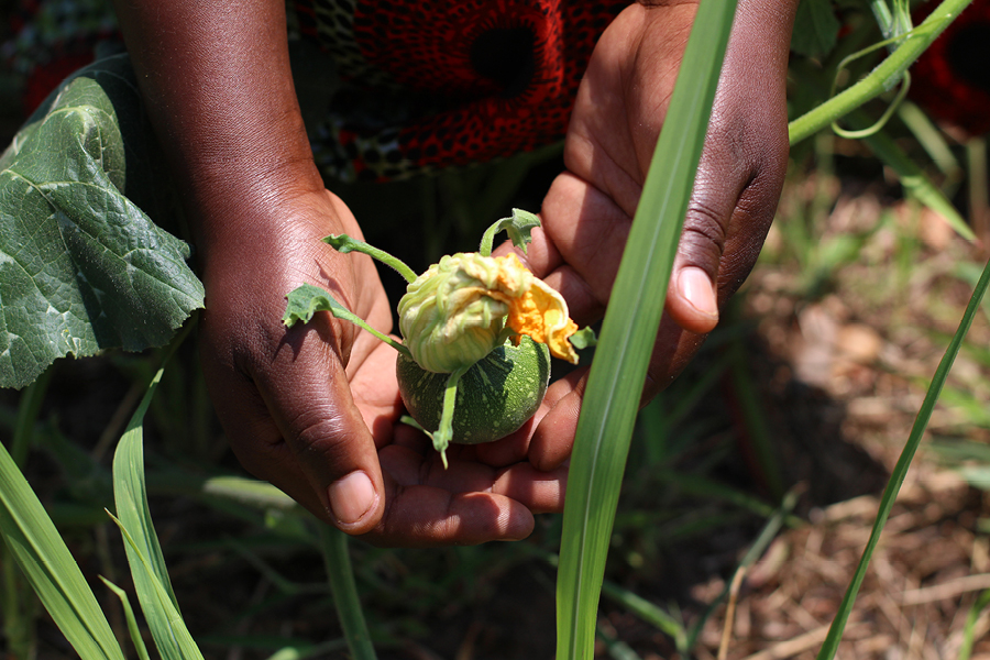 Two hands cradling a young pumpkin plant, surrounded by leaves.