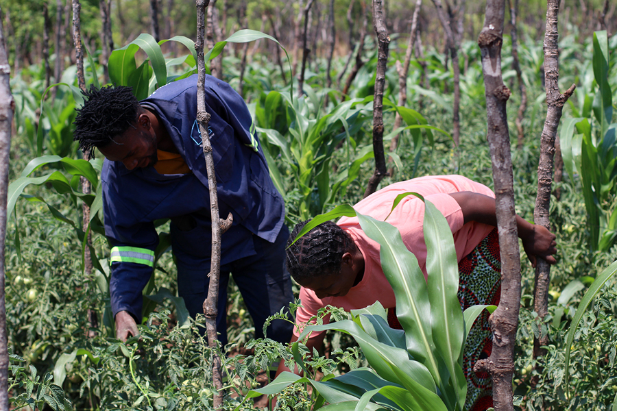 A Zambian man and woman work in a vegetable field.